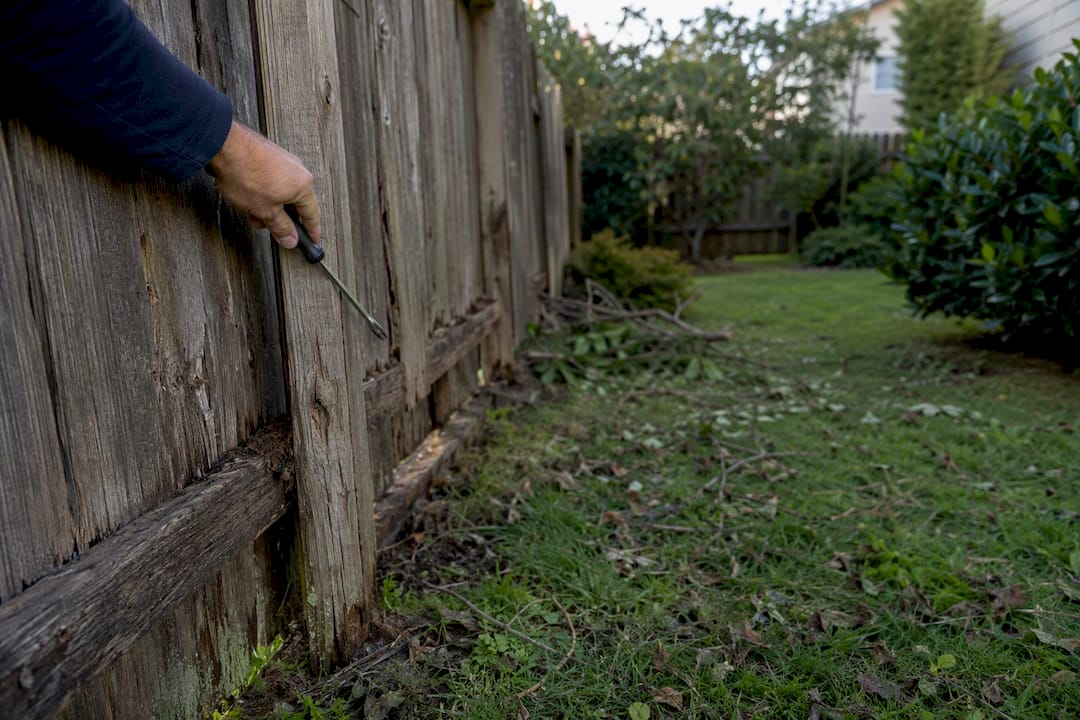 Hand testing damaged wood fence board in yard
