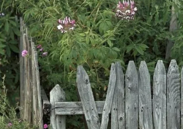 Should You Repair or Replace Your Wood Fence? Signs It’s Time for a New Fence