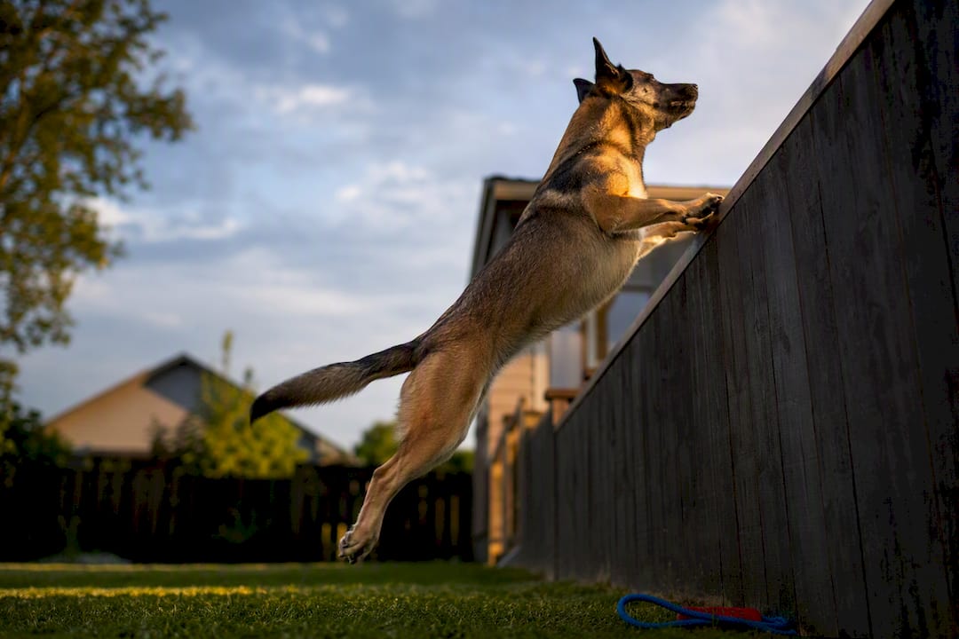 Athletic dog attempting backyard fence jump